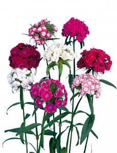 ダイアンサス　プロバンス