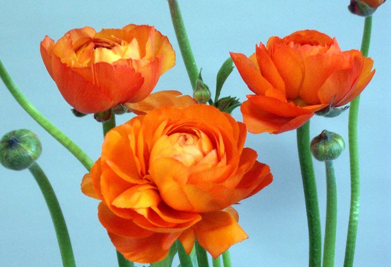 ポーリンオレンジ_2005