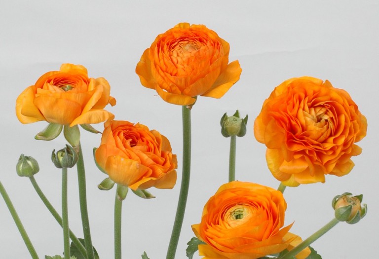 アマンディントゥルーオレンジ