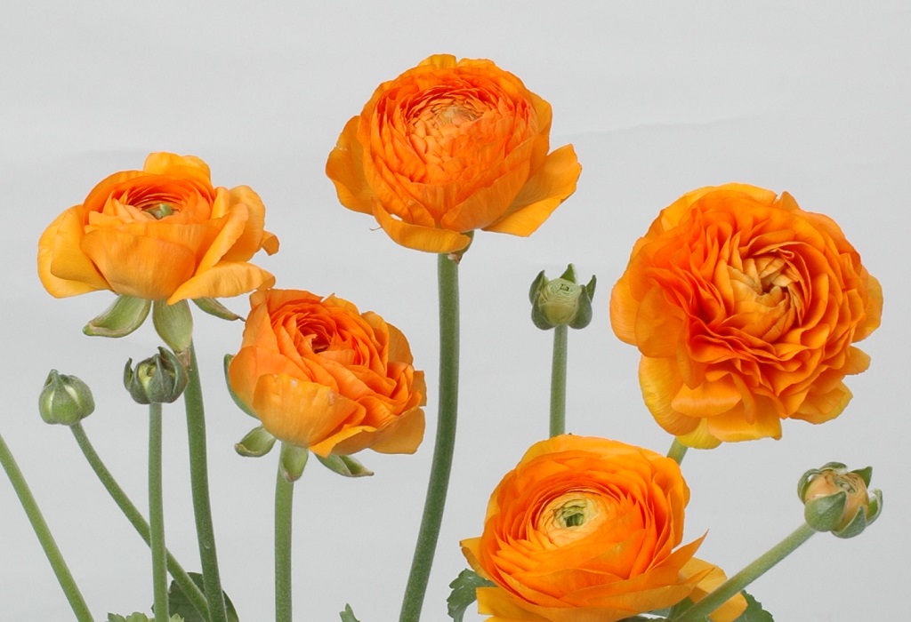 アマンディントゥルーオレンジ