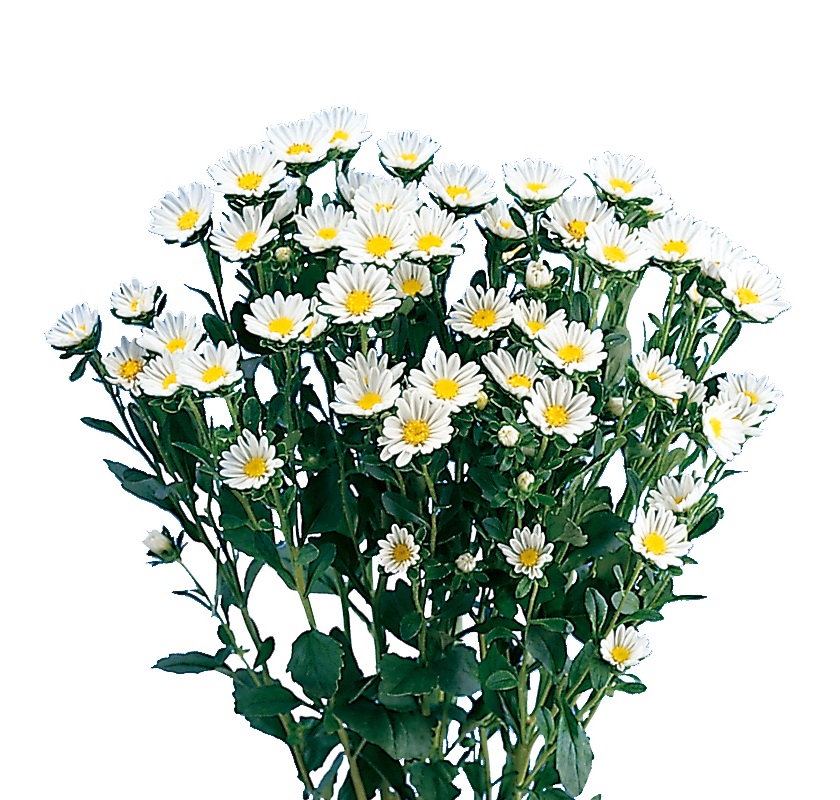 ハナホワイト_2003