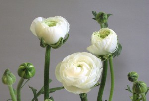 ラノベルホワイト_2005