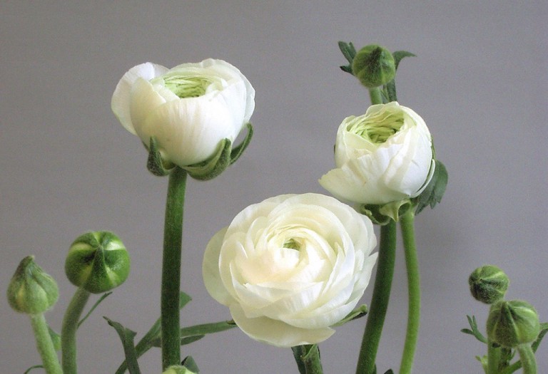 ラノベルホワイト_2005