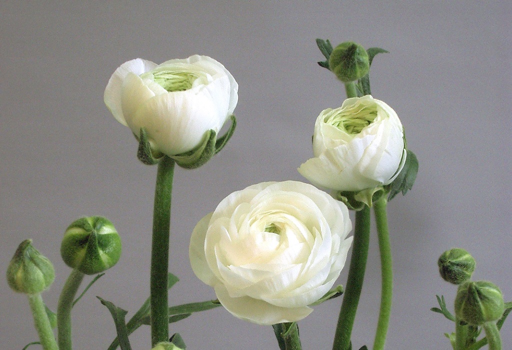 ラノベルホワイト_2005