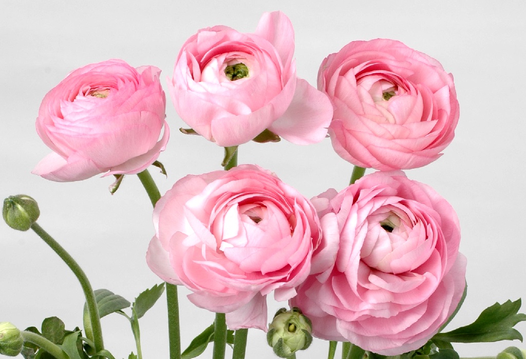 アマンディンピンク