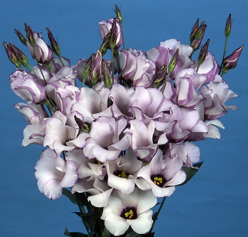 Eustoma Lilac Shadow