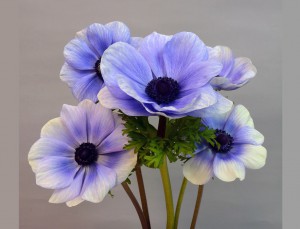 モナリザブルーバイカラー