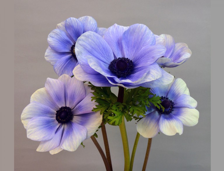 モナリザブルーバイカラー