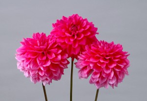 ダリア_ローズクォーツ