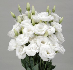 ユーストマ_マリアージュ_2007