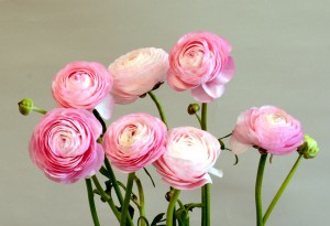 エレガンス ピンク（ローサ89-2)