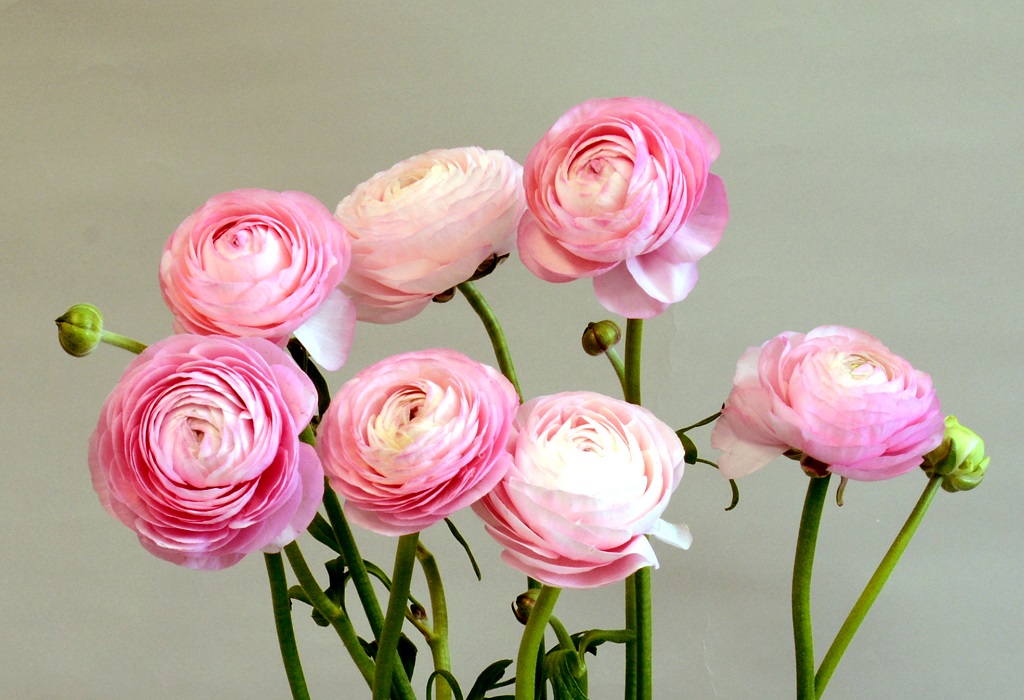 エレガンス ピンク（ローサ89-2)