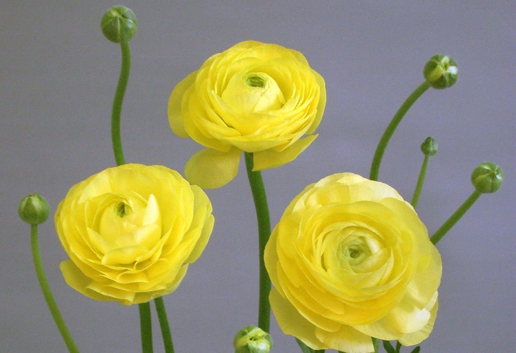 ラノベルレモン_2005