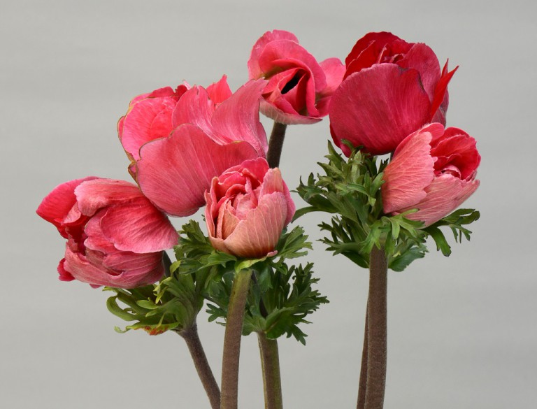 ミストラルプラス ショッッキングピンク