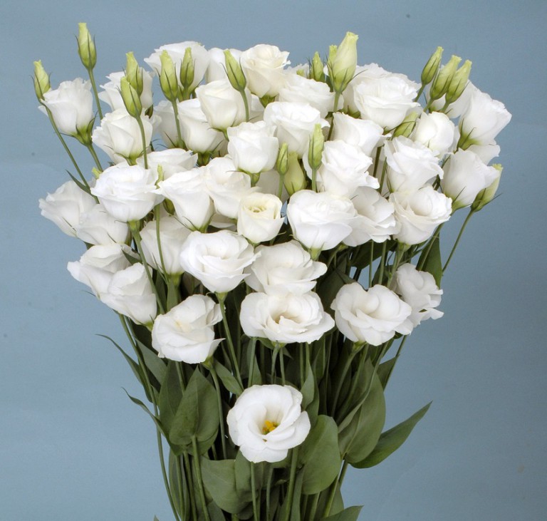 Eustoma_Coco (M13-11)_2013