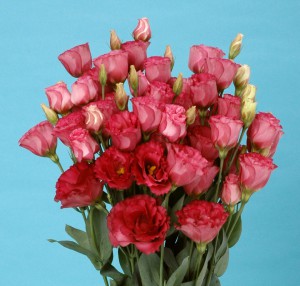 Eustoma_Nightingale Midi_2013