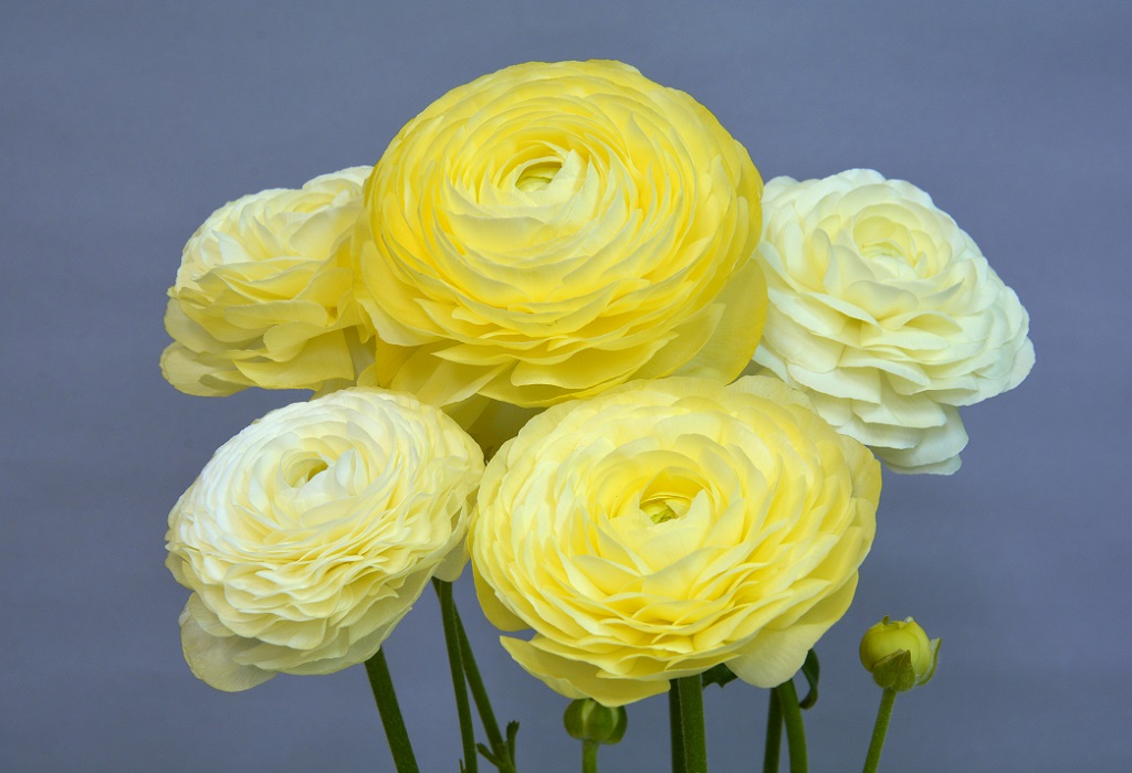 エレガンスクレマ