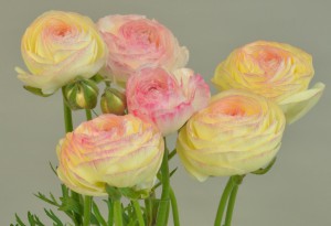 エレガンス ビアンコソフマト