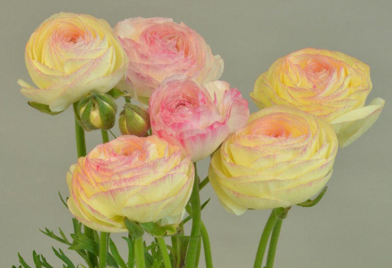 エレガンス ビアンコソフマト