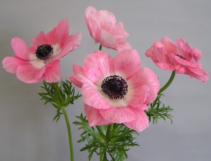 ミストラル　ローサチアロ