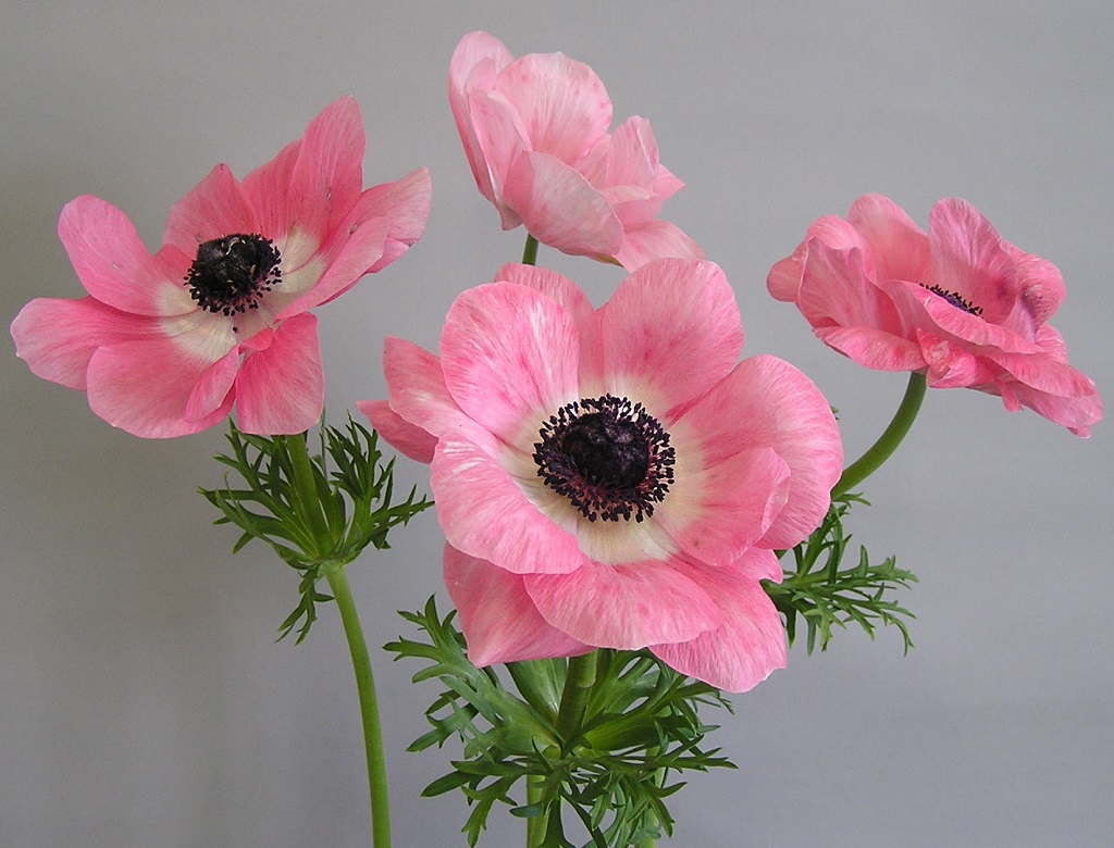 ミストラル　ローサチアロ