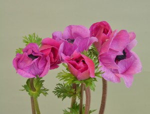 ミストラルプラス フクシア