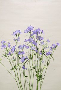 スーパーラベンダーインプ_2009