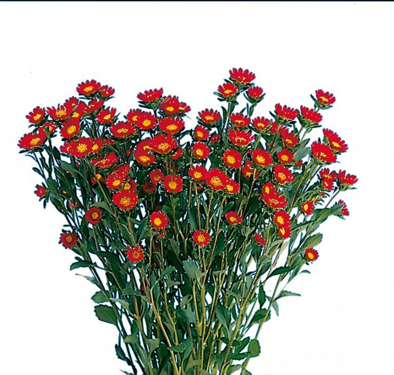 ハナスカーレット_2003