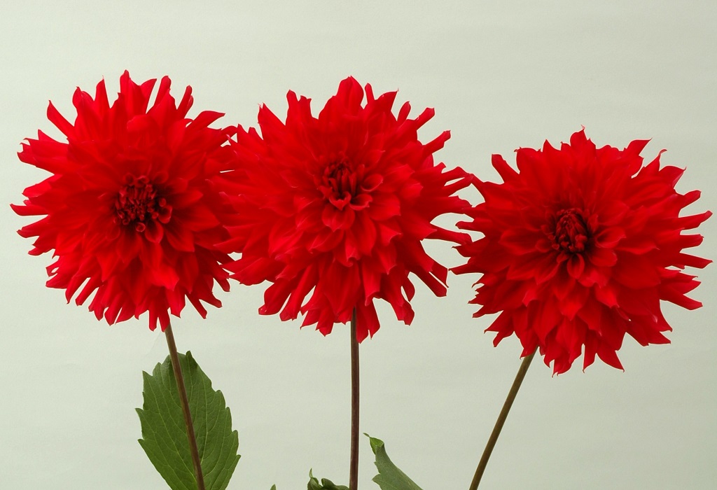 ダリア_ガーネット