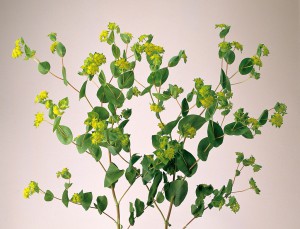 ププレラウム　グリーンゴールド