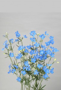 スーパースカイブルー_2008