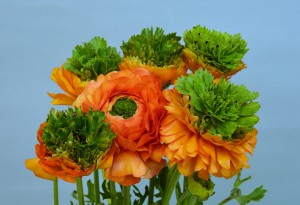 フェスティバルアランシオ