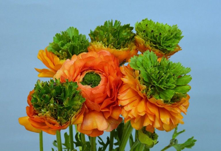 フェスティバルアランシオ