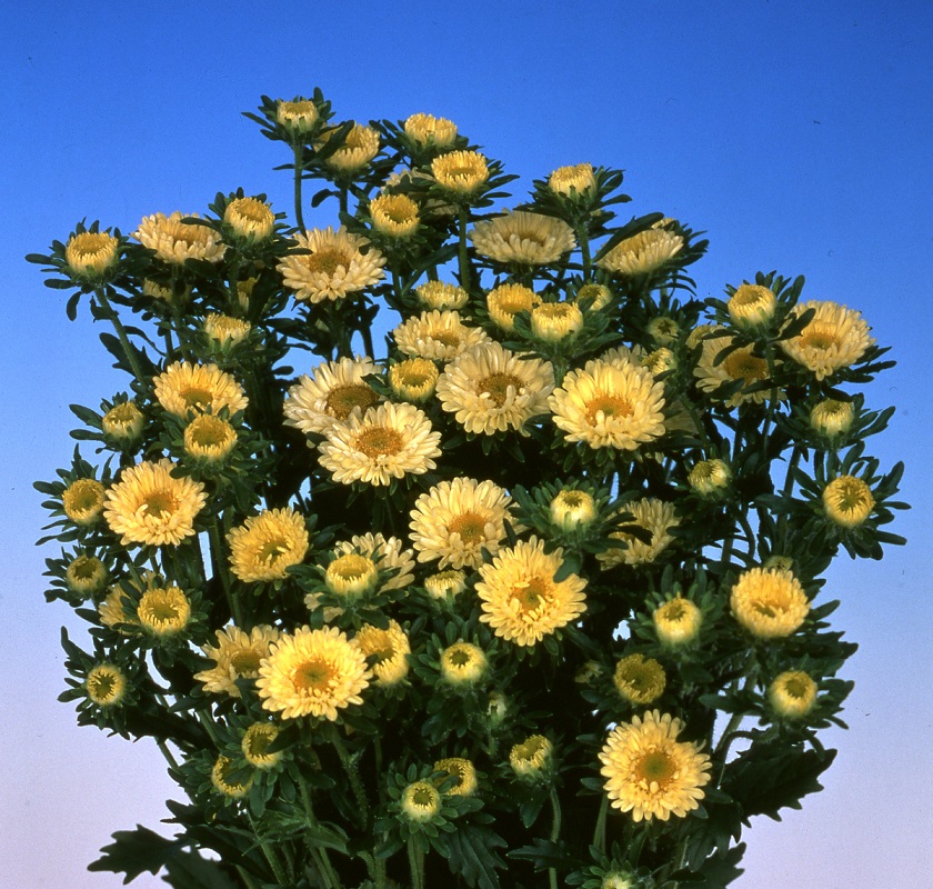 松本イエロー_2006