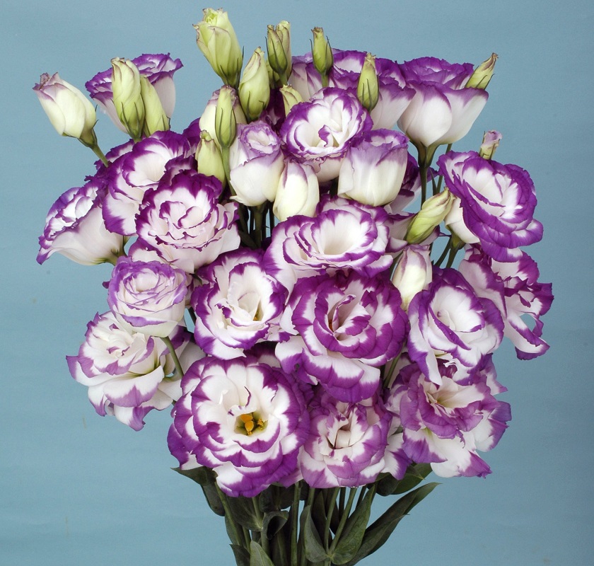 Eustoma Soir Marine 2015
