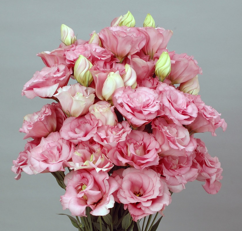 Eustoma Soir Pink 2009