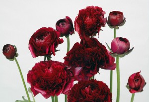 ミストラルブラックジャック