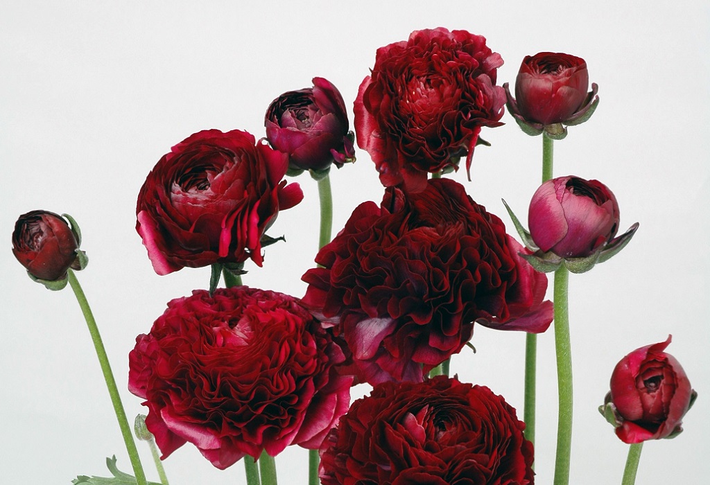 ミストラルブラックジャック