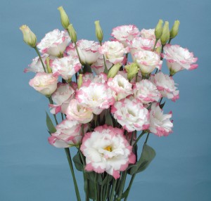 ユーストマ_マーブルピンク_2011