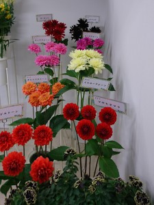 第66回関東東海花の展覧会_日本種苗協会ブース_ミヨシ展示20170202