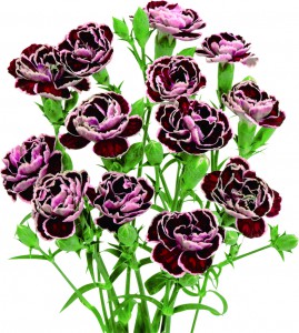 ブラックジャック