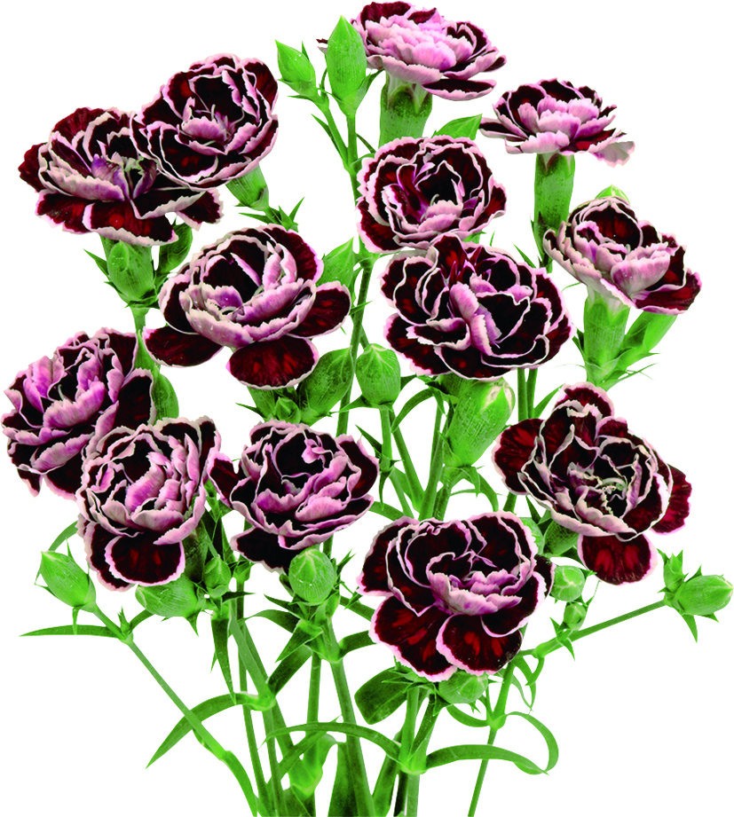 ブラックジャック