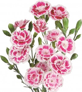 ソネットペチカ