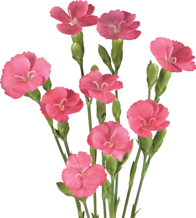 ソネットサティー