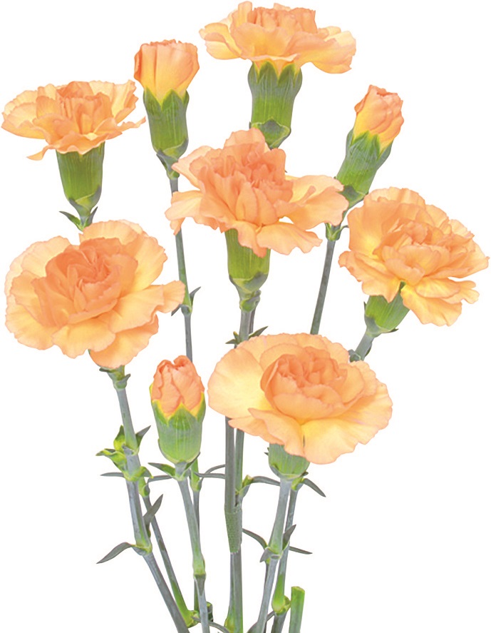 オレンジレンジ