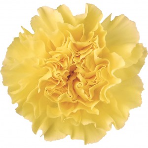 ゴールデンチャッピー